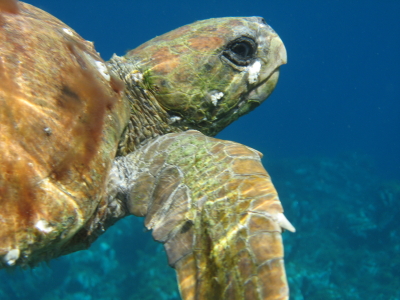 Caretta caretta